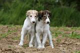BARZOI 113